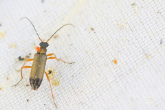 Grammoptera ustulata