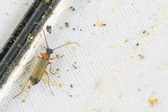 Grammoptera ustulata