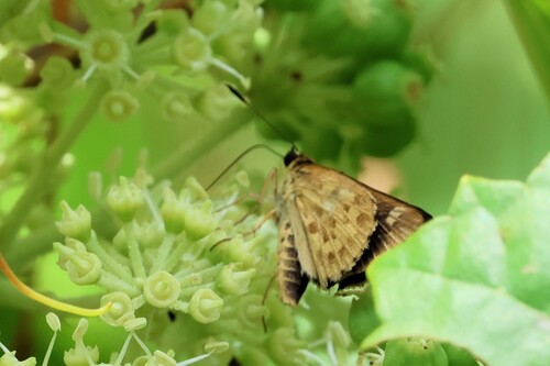 Carolina Roadside-Skipper photo 2