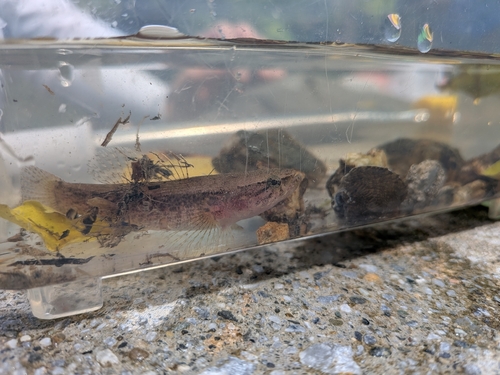 Eleotris fusca observed 2026-08-16