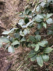 Ilex pedunculosa