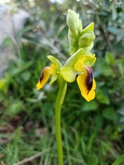 Ophrys lutea lutea