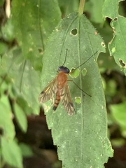 Chrysopilus ferruginosus