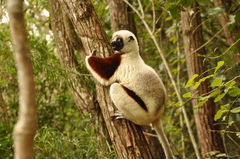 Propithecus coquereli