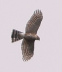 iNaturalist observation photo of Sharp-shinned Hawk