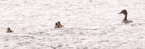 iNaturalist observation photo of Ring-necked Duck