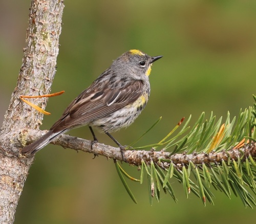 iNaturalist observation photo of Yellow-rumped Warbler