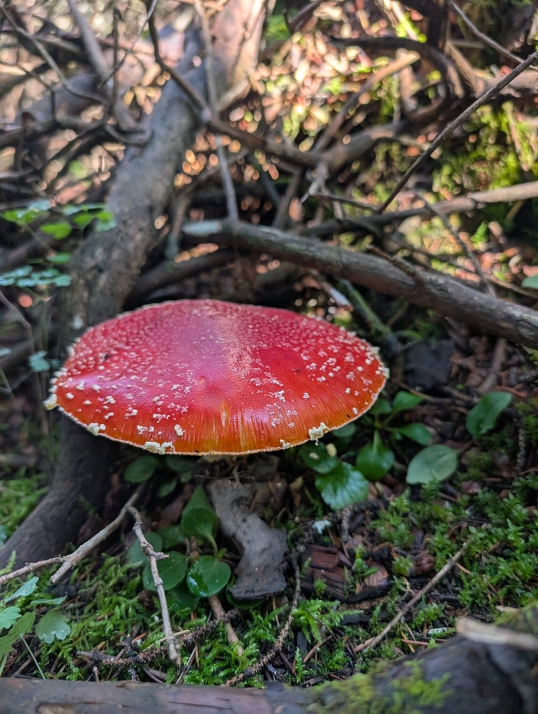Fly Agaric · August 2026 · photo: Photo: (c) Alissa Iverson, some rights reserved (CC BY) · iNaturalist