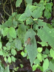 Chrysopilus ferruginosus