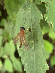 Chrysopilus ferruginosus
