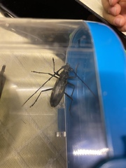 Trirachys orientalis