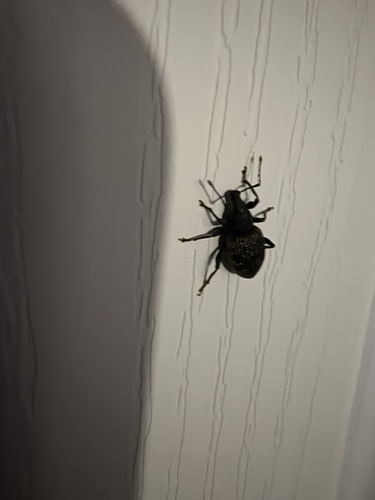 Black Vine Weevil