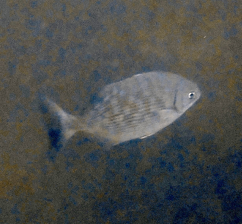 Kyphosus sandwicensis observed 2026-08-10