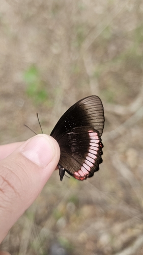 Southern Red Rim