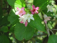 Weigela coraeensis