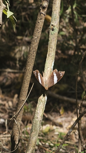 Silver-studded Leafwing