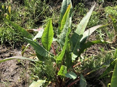 Rumex hydrolapathum