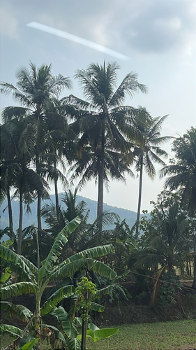coconut palm