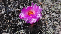 Thelocactus bicolor bicolor