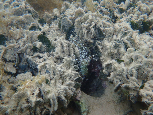 Saron marmoratus observed 2026-08-14