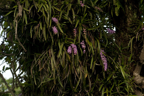 Image of Aerides multiflora by (c) Siddarth Machado, some rights reserved (CC BY)