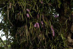 Aerides multiflora