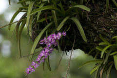 Aerides multiflora