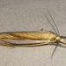Crambus satrapellus - Photo (c) pmaxp, algunos derechos reservados (CC BY-NC), subido por pmaxp