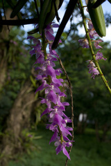 Aerides multiflora