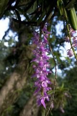 Aerides multiflora