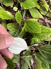 Antennaria parlinii, photograph (c) Anne Parker, some rights reserved (CC BY)