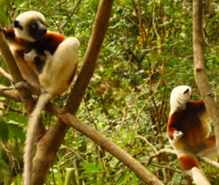 Propithecus coquereli