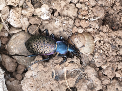 Carabus formosus