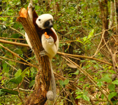 Propithecus coquereli