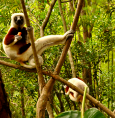 Propithecus coquereli