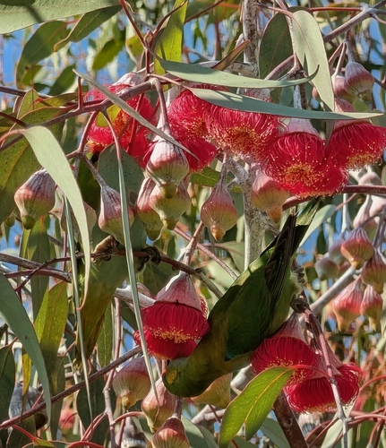 Purple-crowned Lorikeet