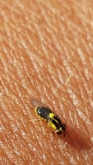 Thaumatomyia notata