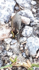 Poecilus cupreus
