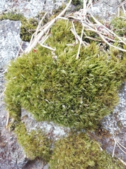 Paraleucobryum longifolium
