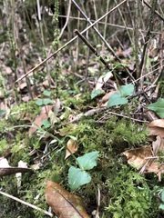 Neottia japonica