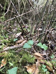 Neottia japonica