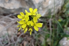 Erysimum duriaei