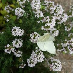 Pieris ergane