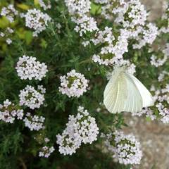 Pieris ergane