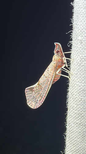 Red-fanned Planthopper