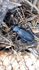 Carabus purpurascens