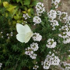 Pieris ergane