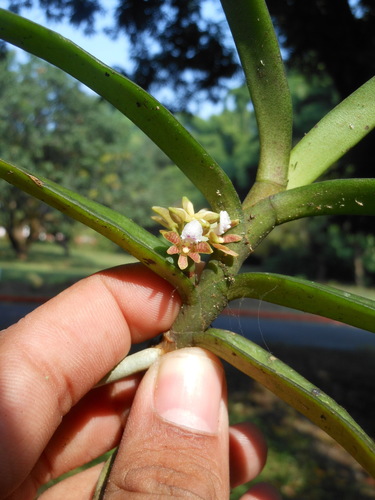 Acampe carinata (Griff.) Panigrahi 2