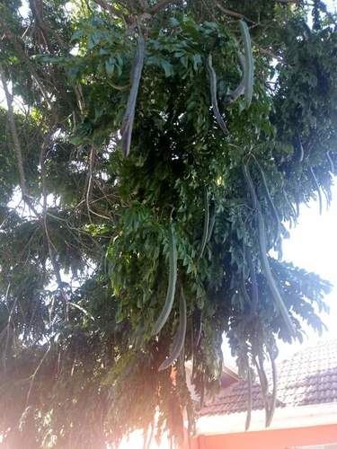Cassia leptophylla