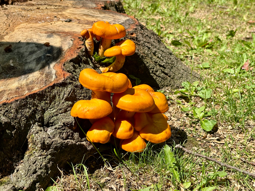 Eastern American jack-o'-lantern · August 2026 · photo: Photo: (c) Andrew Lai, some rights reserved (CC BY) · iNaturalist
